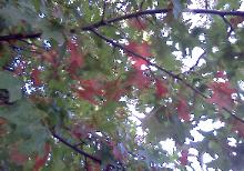 autumn leaves
