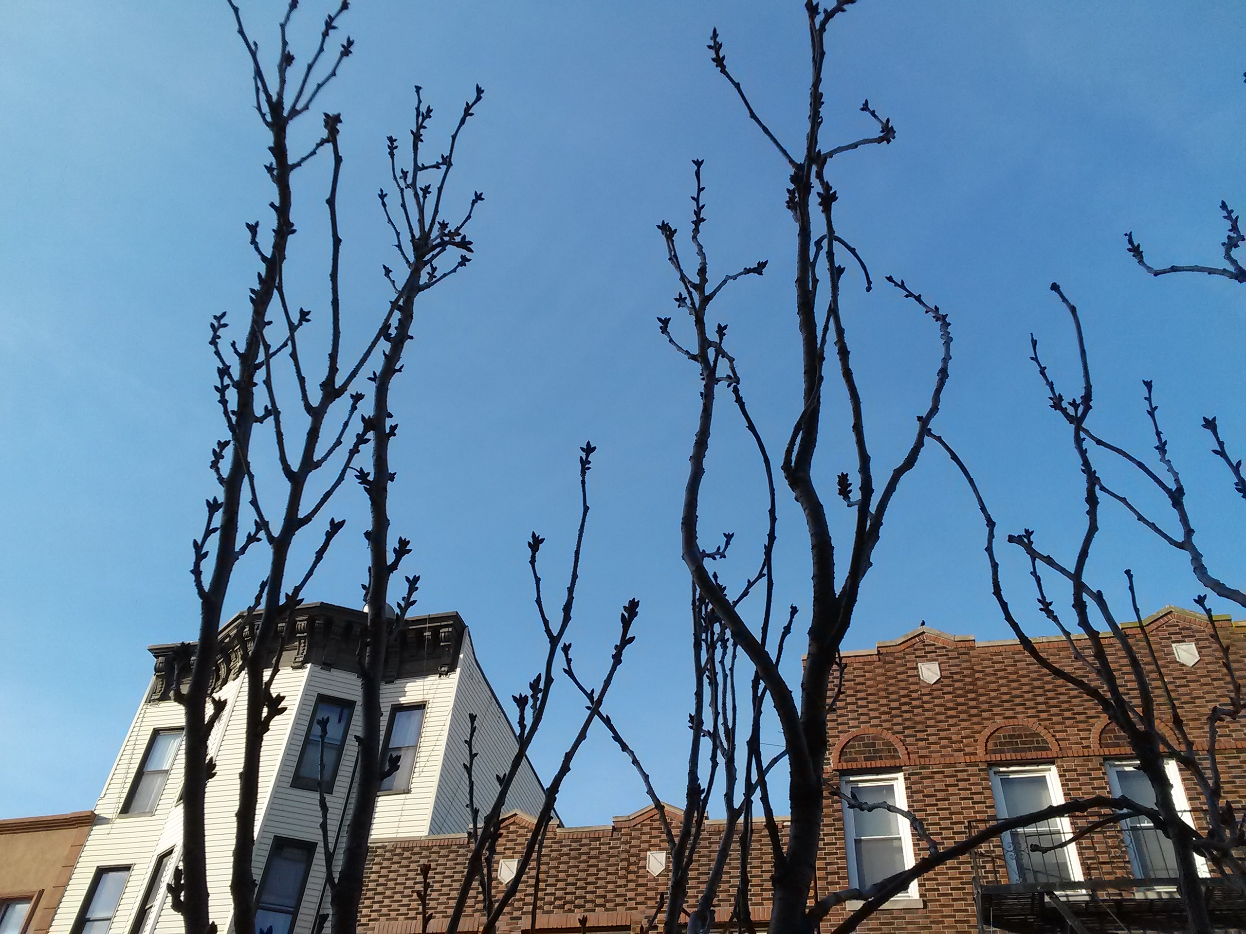 photo: tree buds to teach English vocabulary about spring allergies